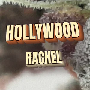 Hollywood Rachel Cannabis Strain