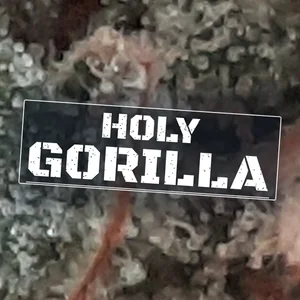 Holy Gorilla Cannabis Strain