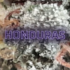 Honduras Cannabis Strain