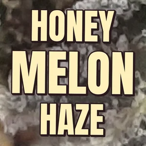 Honey Melon Haze Cannabis Strain