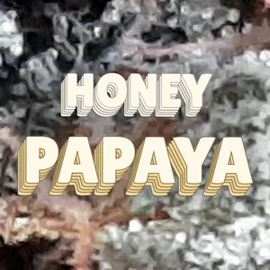 Honey Papaya Cannabis Strain
