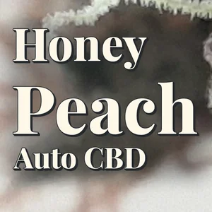Honey Peach Auto CBD Cannabis Strain