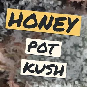 Honey Pot Kush Cannabis Strain