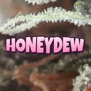 Honeydew Cannabis Strain