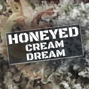 Honeyed Cream Dream Cannabis Strain