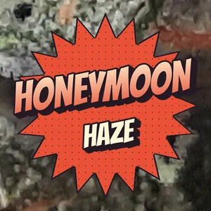 Honeymoon Haze Cannabis Strain