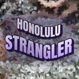 Honolulu Strangler Cannabis Strain