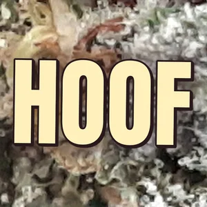 Hoof Cannabis Strain