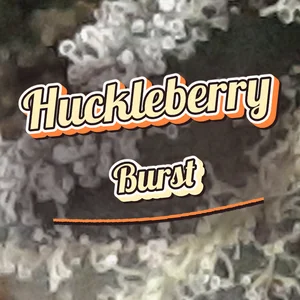 Huckleberry Burst Cannabis Strain