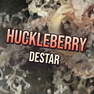 Huckleberry DesTar Cannabis Strain