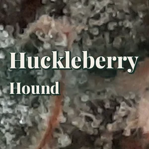 Huckleberry Hound Cannabis Strain