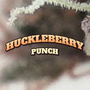 Huckleberry Punch Cannabis Strain