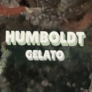 Humboldt Gelato Cannabis Strain