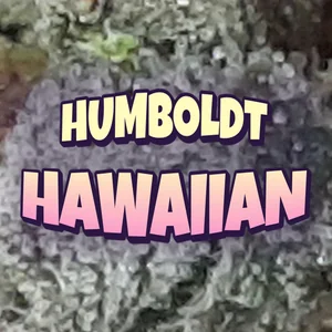Humboldt Hawaiian Cannabis Strain