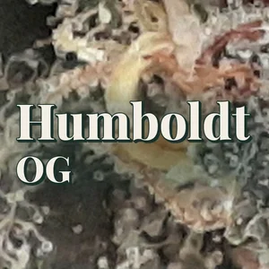 Humboldt OG Cannabis Strain