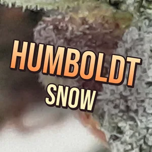 Humboldt Snow Cannabis Strain