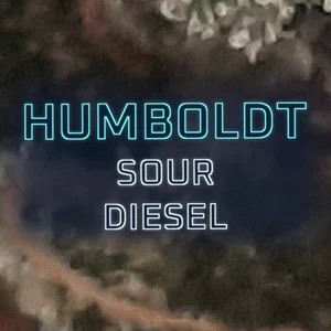 Humboldt Sour Diesel Cannabis Strain