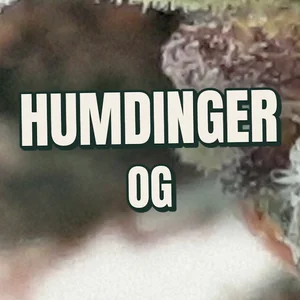 Humdinger OG Cannabis Strain