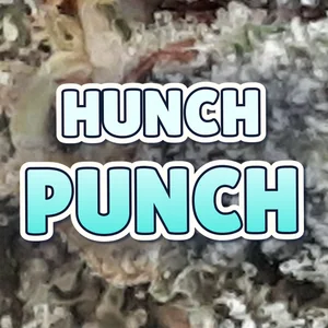 Hunch Punch Cannabis Strain
