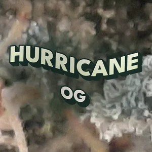 Hurricane OG Cannabis Strain