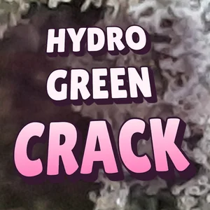 Hydro Green Crack Cannabis Strain