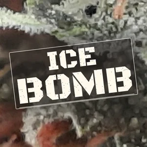 Ice Bomb Cannabis Strain