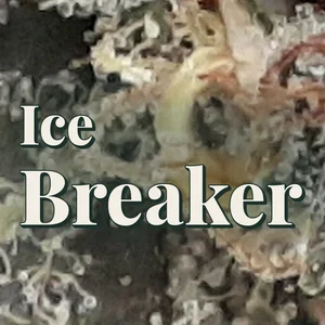 Ice Breaker Cannabis Strain