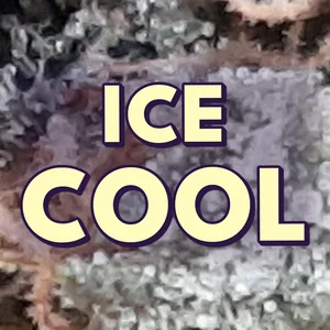 Ice Cool Cannabis Strain