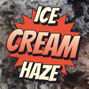 Ice Cream Haze Cannabis Strain