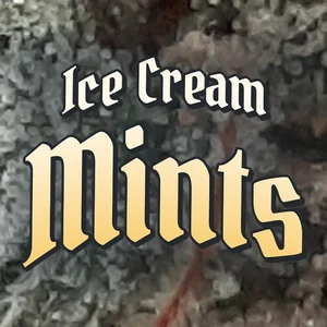 Ice Cream Mints Cannabis Strain