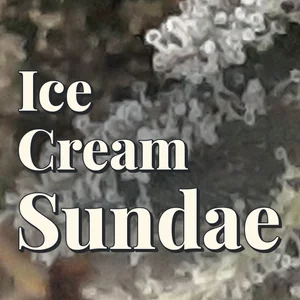 Ice Cream Sundae Cannabis Strain