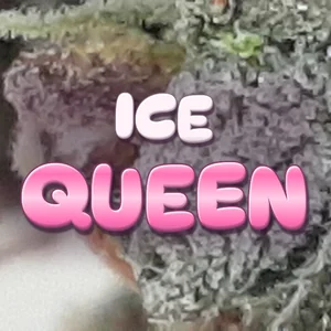 Ice Queen Cannabis Strain
