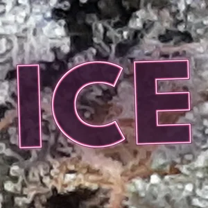 Ice Cannabis Strain