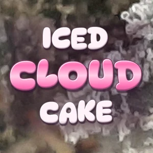 Iced Cloud Cake Cannabis Strain