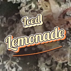 Iced Lemonade Cannabis Strain
