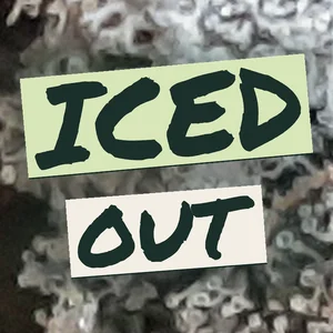 Iced Out Cannabis Strain