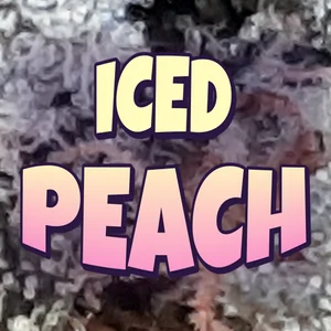 Iced Peach Cannabis Strain