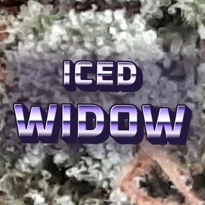 Iced Widow Cannabis Strain