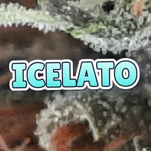 Icelato Cannabis Strain