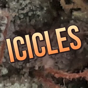 Icicles Cannabis Strain