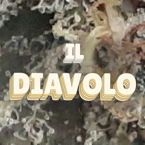 Il Diavolo Cannabis Strain