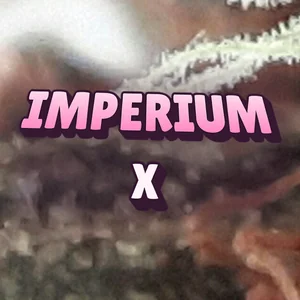 Imperium X Cannabis Strain