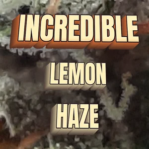 Incredible Lemon Haze Cannabis Strain