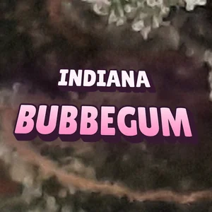 Indiana BubbeGum Cannabis Strain
