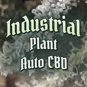 Industrial Plant Auto CBD Cannabis Strain