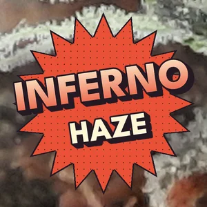 Inferno Haze Cannabis Strain
