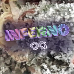 Inferno OG Cannabis Strain