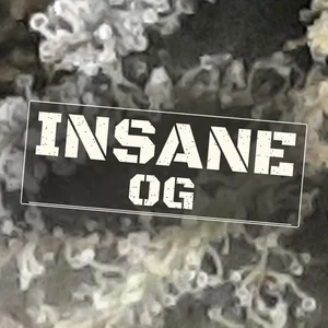 Insane OG Cannabis Strain