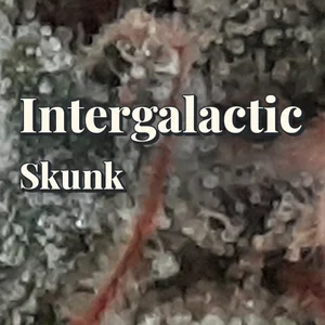 Intergalactic Skunk Cannabis Strain