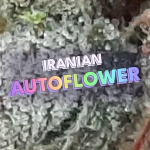 Iranian Autoflower Cannabis Strain